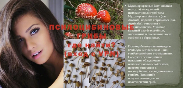 шишки Арсеньев