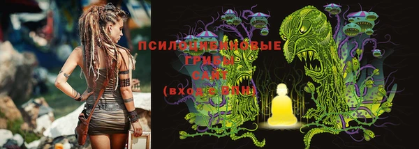 шишки Арсеньев